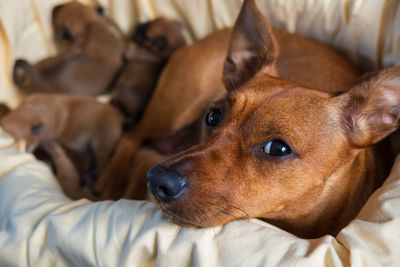 Female pinscher protecting her newborn puppies