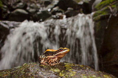 Close-up of lizard on rock