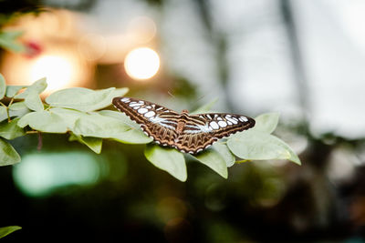 Close-up of butterfly on leaf