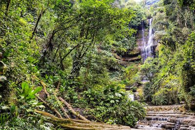 Scenic view of waterfall in forest