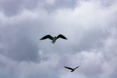 Low angle view of seagulls flying in sky