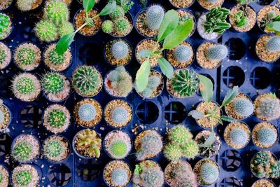 Full frame shot of succulent plants