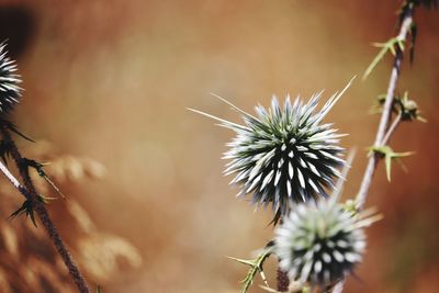 Close-up of dried plant