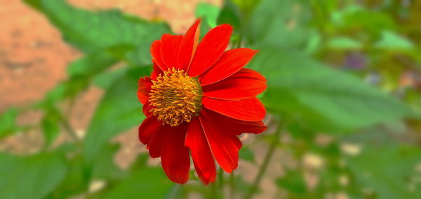 Close-up of red flower