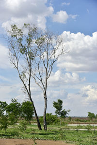 Tree on field against sky