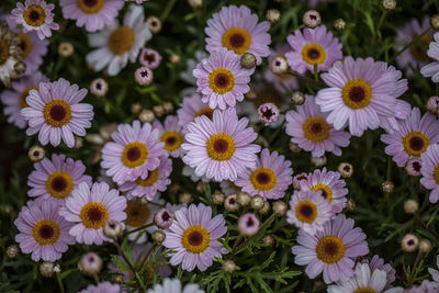High angle view of daisy flowers