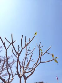 Low angle view of plant against clear blue sky