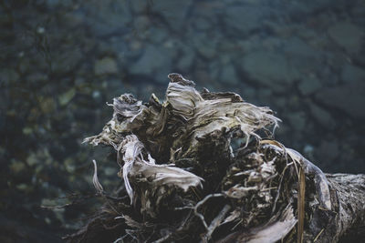 Close-up of dead plant on rock