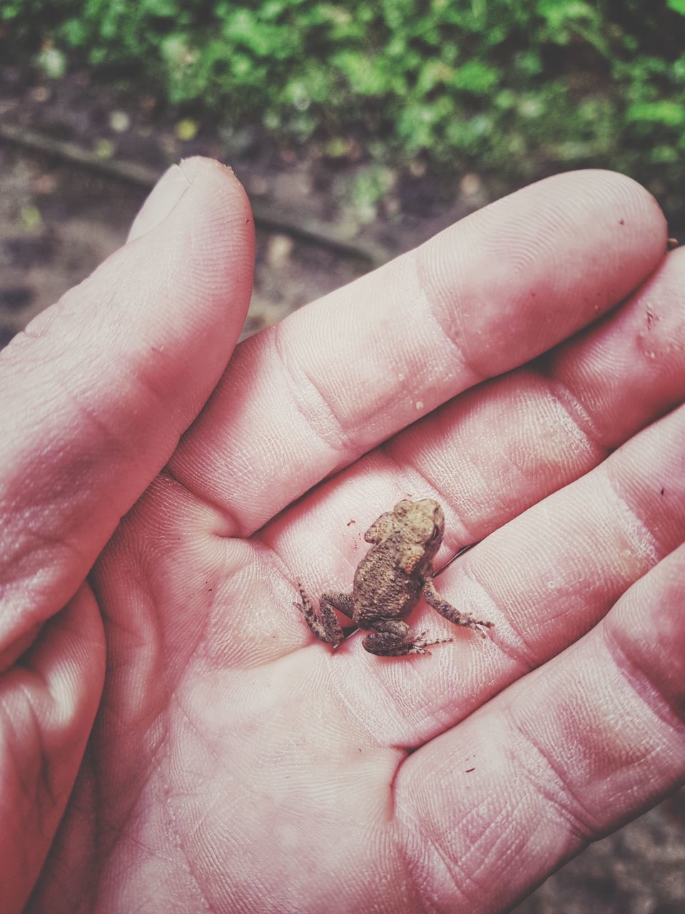 human hand, human body part, hand, one person, animal wildlife, animals in the wild, real people, day, holding, one animal, finger, body part, human finger, close-up, unrecognizable person, high angle view, focus on foreground, outdoors, amphibian, small, care