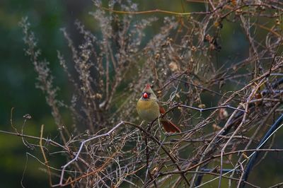 Bird perching on a tree