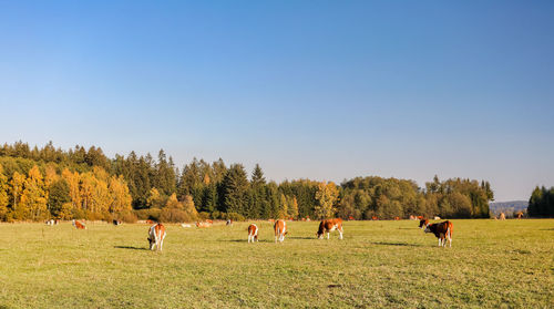 View of horses grazing in field