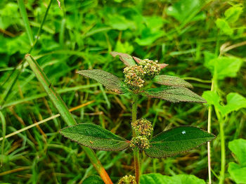 Close-up of flower on plant