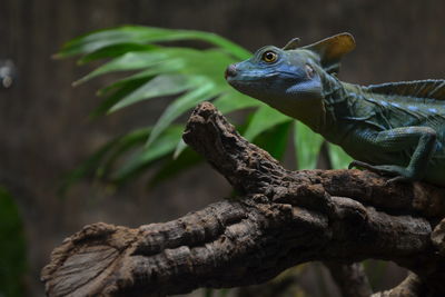 Close-up of lizard on tree