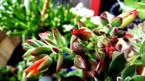 Close-up of cactus plant