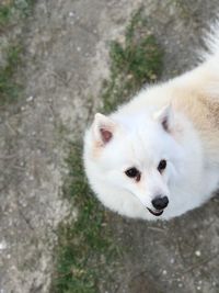 High angle view of white dog