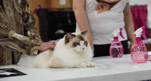 Midsection of woman cleaning cat