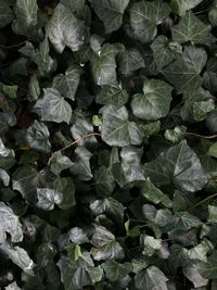 Full frame shot of leaves