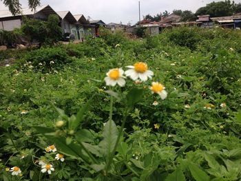 Flowers growing in park