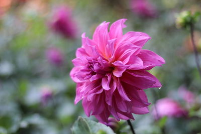 Close-up of pink flower