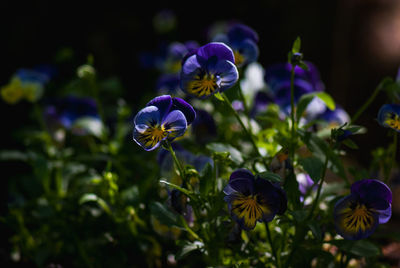 Close-up of purple flowering plant