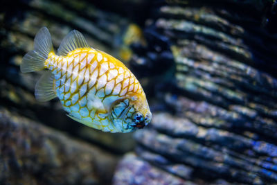 Close-up of fish swimming in sea