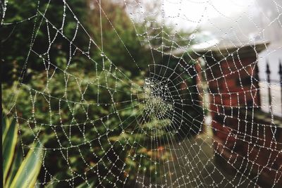 Close-up of water drops on spider web