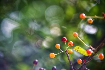 Cherry with beautiful bokhe