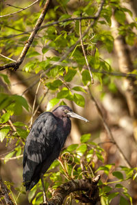 Tricolored heron bird egretta tricolor hides in a bush in the corkscrew swamp sanctuary of naples