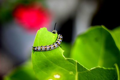 Close-up high angle view of caterpillar on leaf