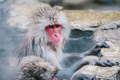 Japanese macaque in lake during winter