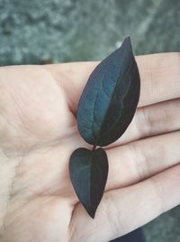 Close-up of hand holding leaf