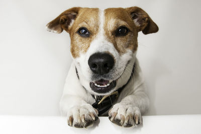 Portrait of dog sitting against white background