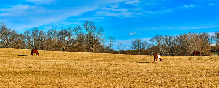 People walking on field against sky