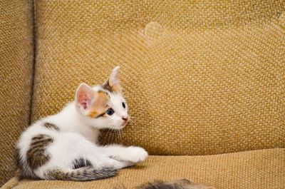 Close-up portrait of cat relaxing at home