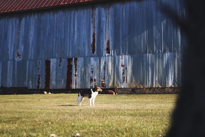 Dog in barn