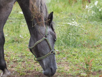 Close-up of a horse on field