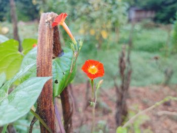 Close-up of red flowering plant on field