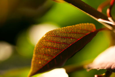 Close-up of dry leaves on plant