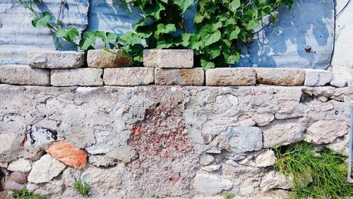 Close-up of ivy growing on wall