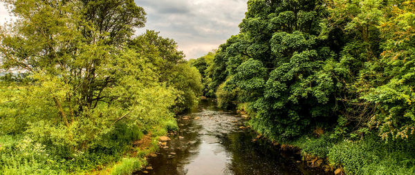 Canal amidst trees in forest against sky