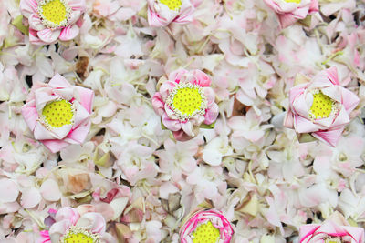 Lotus flowers in white and pink theme tone on top view.