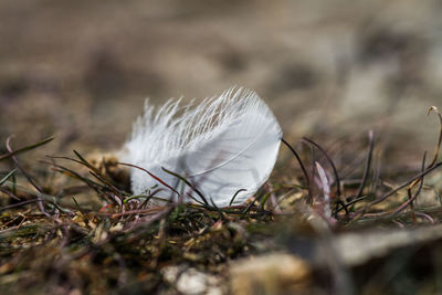 Close-up of white feather on field