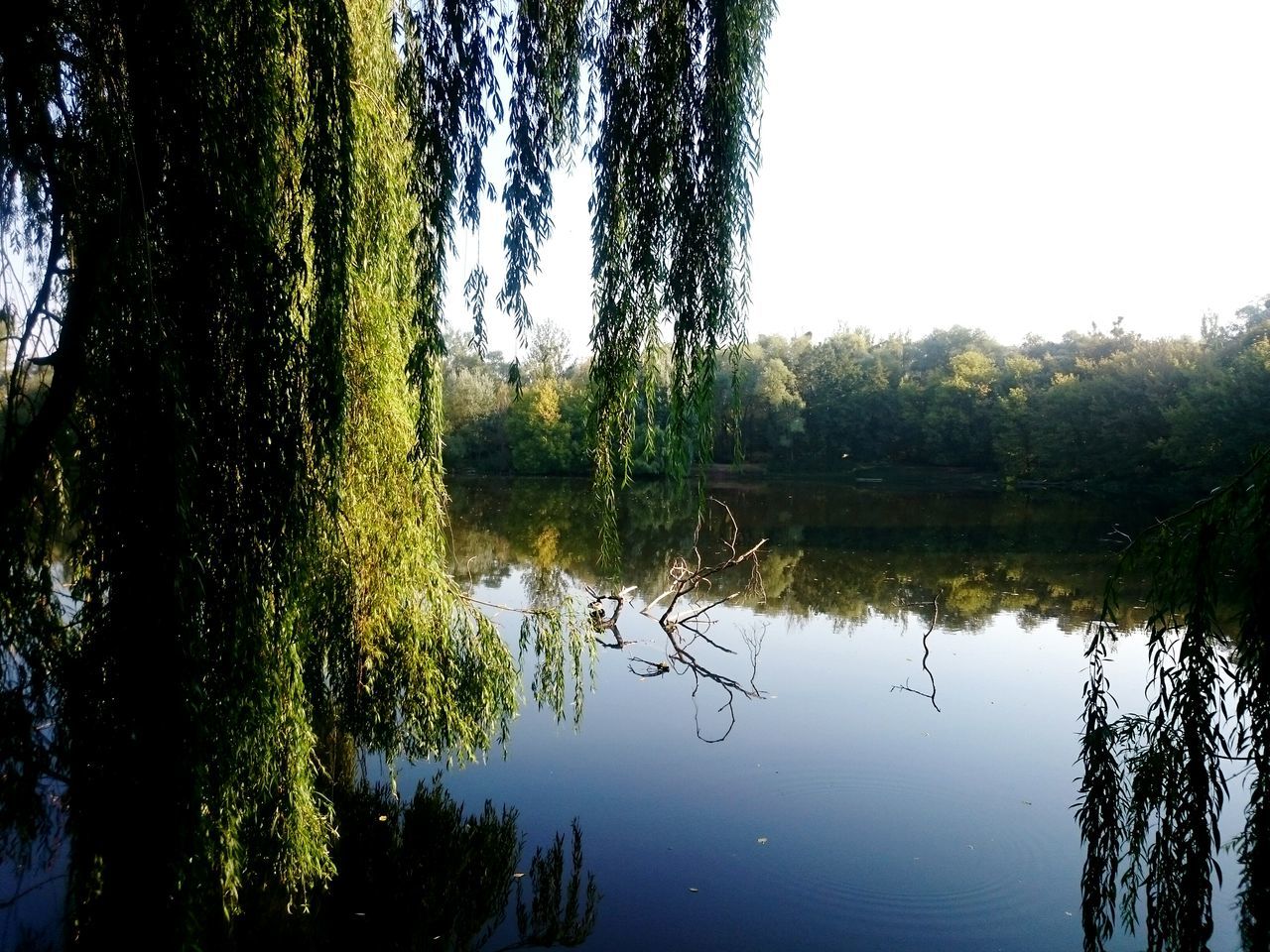 SCENIC VIEW OF LAKE WITH TREES IN BACKGROUND