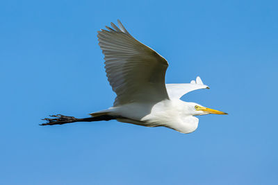 Low angle view of seagull flying