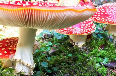 Low section of mushroom in lawn