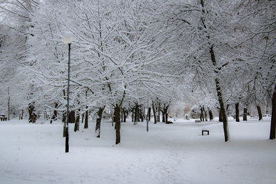 Trees on snow covered landscape