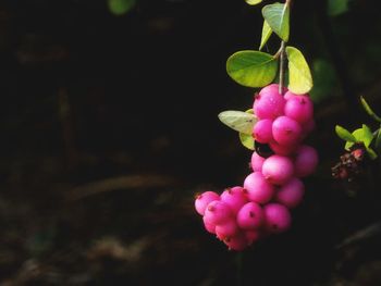 Close-up of pink fruits growing on field