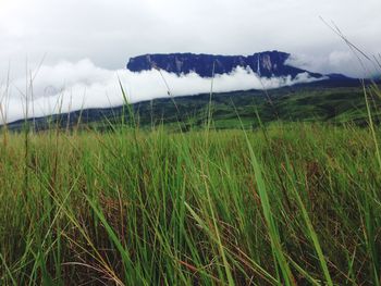 Scenic view of grassy field against sky