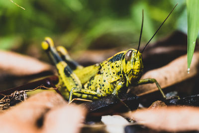 Close-up of insect on leaf