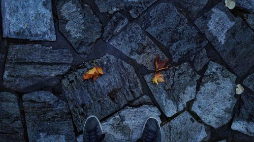 Shoes by leaves on footpath